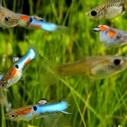 Endler Blue japan MACHO - Poecilia wingei.